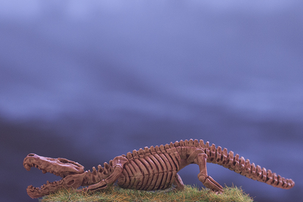 squelette skeletal crocodile